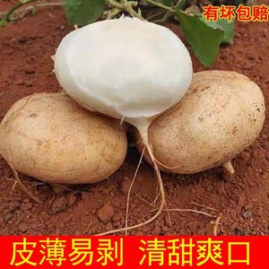 广西新鲜凉薯现挖白地瓜沙葛薯农家白心番薯蔬菜即食水果农产品