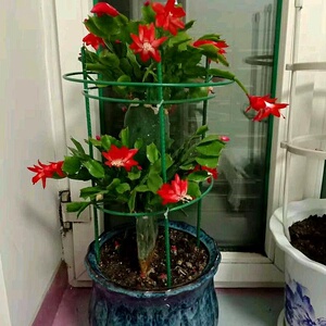 种植多层辅助绿植铁用子管牵引支架杆造型客厅昙花架专z支架固定