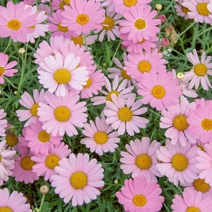 玛格丽特粉色流星盆栽菊花带花苞室外阳台庭院易养四季开花爆盆