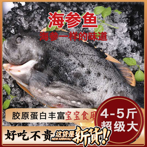 【2.5-----5斤】海参斑鱼海鲜海参鱼深海鱼无污染肉质像海参