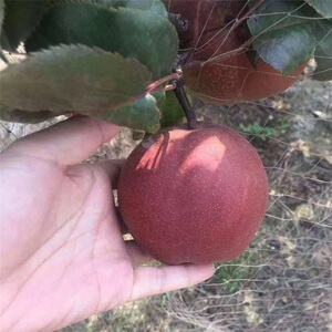 嫁接新品种正宗梨树苗奥红一号红梨苗香酥红梨树苗南方北方果树苗