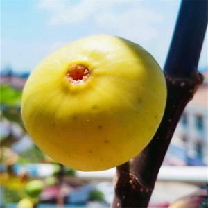 丰产黄无花果树苗南北四季庭院种植新疆早黄无花果苗盆栽当果树苗