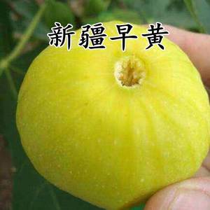 新品种新疆早黄无花果果树苗木盆栽地栽无花果苗当年结果南方北方