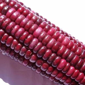 火凤凰红玉米种子