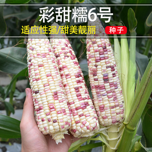 彩甜糯6号花甜糯玉米种子糯黏玉米种籽大全彩糯高产量香高产孑