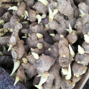 山东安丘大姜9斤姜种种子已催芽老姜生姜黄姜种子种苗农家姜种子