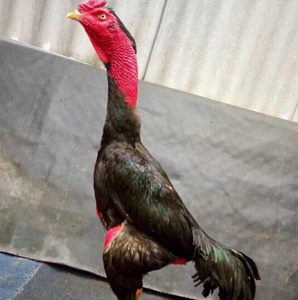 纯种越南鬼子斗鸡种蛋受精蛋可孵化蛋缅甸鸡蛋 比赛专用中原斗鸡