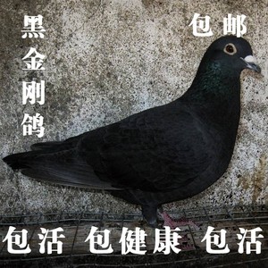 黑金刚活体鸽子青年种鸽观赏鸽信鸽肉鸽一对黑色信鸽蛋种蛋受精蛋