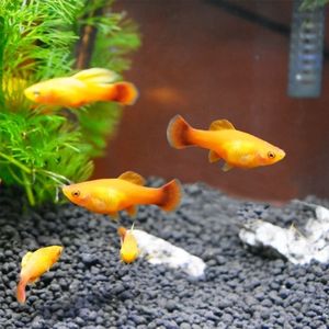 金牡丹鱼热带鱼淡水鱼水草鱼高鳍月光高帆黑牡丹观赏鱼胎生鱼好养