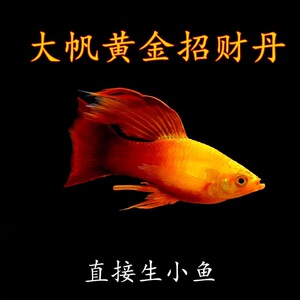 牡丹鱼高帆黄金蓝牡丹鱼热带小型淡水观赏鱼活体下崽狂魔好养耐活