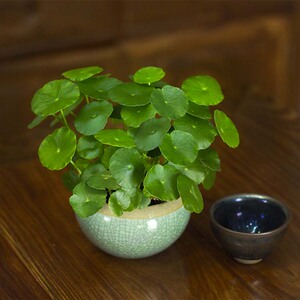 铜钱草桌面小盆栽金钱草迷你绿植办公室室内好养水培植物净化空气