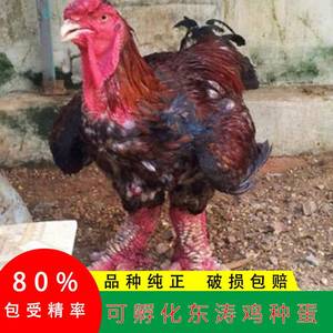 纯种大型越南东涛鸡种蛋受精蛋可孵化东涛鸡粗腿鸡大脚斗鸡观赏鸡