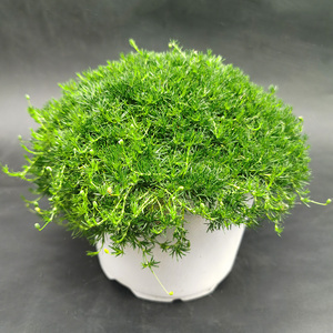 爱尔兰珍珠草地被 苔藓植物 适合庭院花园美观绿植耐寒常绿多年生