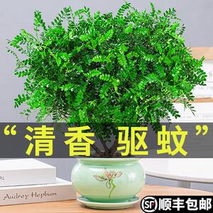 冬天不怕冻的绿植椒木植物室内花卉好养小绿植九里香盆景老桩树苗