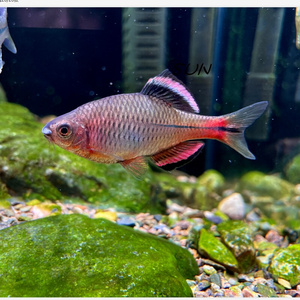 原生鱼 越南鱊广齐氏鱊 短须鱊彩石鳑鲏鱼溪流鱼h冷水观赏鱼淡水