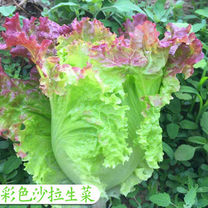 彩色沙拉生菜种子紫叶玻璃生菜秧苗子四季青菜籽阳台盆栽蔬菜种子