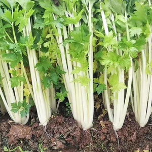 中蔬种业 实心芹菜种孑雪白芹菜种籽秋冬季南方蔬菜孑四季盆栽
