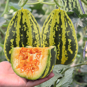 00夜畔微醺淘宝甜掉牙增甜增糖去涩降酸不苦提升糖度速度快硕森甜瓜