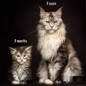 大型缅因猫幼猫纯种活体宠物猫银虎布偶长毛猫西伯利亚森林猫上海