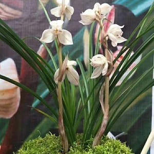 包邮云南自然老种兰花苗 莲瓣z兰【花好月圆】浓香绿植花卉园艺盆