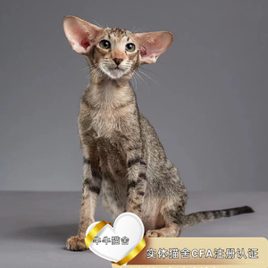 东方短毛猫飞机耳低耳位大耳廓纯黑纯白活体赛级纯种幼猫成都猫舍