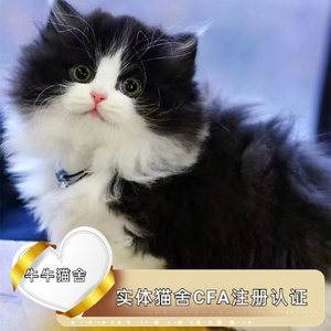 纯白高地猫苏格兰猫英短纯血统金吉拉活体幼崽异瞳长毛猫宠物猫舍