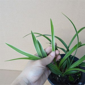 矮种金边叶艺兰花苗春兰金边大富贵浓香型o兰花室内绿植盆栽花卉