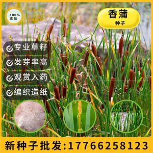 香蒲种子多年生宿根挺水型水生观赏花卉食用东方香蒲草蒲黄蒲苇籽