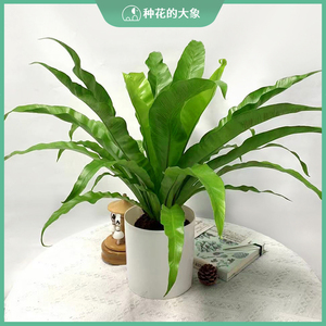 展叶鸟巢蕨盆栽室内耐阴喜水四季好养常绿耐阴喜水新奇观叶植物