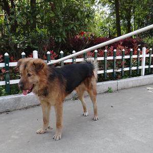 新品咬具动物网工捉救助捕狗x器套狗绳捕狗钳防捕手套流浪猫抓狗