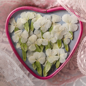 相思梅 压花手机壳压花画 植物标本干花押花书签 脸部装饰干花