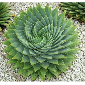 螺旋芦荟女王芦荟多叶芦荟旋转芦荟大型多肉植物简单易养绿植盆