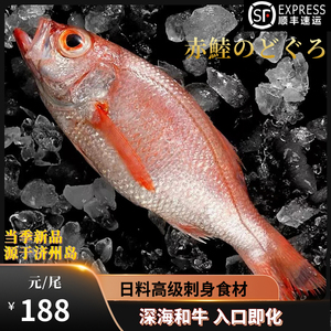 东海新鲜鲜活红果鲤低温冷冻赤鯥鱼黑喉鱼喉黑鱼海鲜水产8-9两/尾