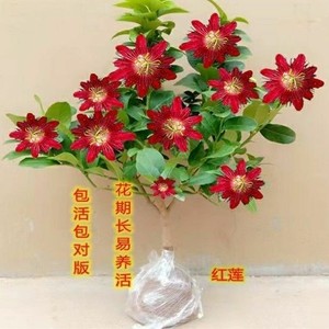 蚊子的植物熏蚊草蚊子怕的除蚊植物祛区去文草驱蚊驱蝇香花2人付款11