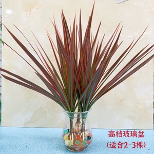 网红水培室内铁五彩千年木水养好养绿植七彩桌摆四季常青水生花卉