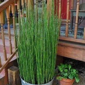 木贼盆栽笔管草节节草包邮庭院绿化室内阳台客厅