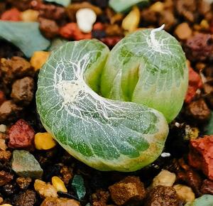 大棚多肉植物块根球形百合科鳞芹属佛座箍玉翡翠花卉绿植园艺盆栽