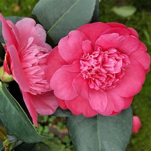 四季带盆栽好养活棕榈客厅衍非常容易夏梦茶p花带花苞木本花卉平