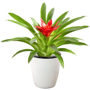 新款红运当头盆栽绿植招财客盆景大厅适合装饰开花内季转运运转.