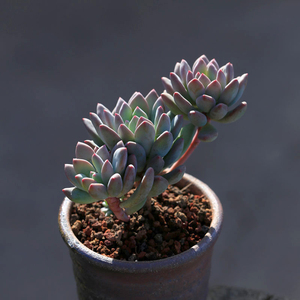 000人付款淘宝苹果美人多肉植物l多头群生老桩 梦想花园易成活肉肉