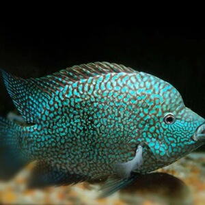 金菠萝鱼帝王菠萝鱼虎斑钻石喷点菠萝鱼金绿巨人热带鱼德州豹黑云