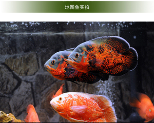 地图鱼观赏鱼活鱼奥图黑黄金精品白中大型鱼苗幼苗血麒麟猪仔花猪