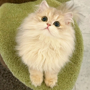 长毛蓝金渐层金渐层紫金英国长毛猫纯种活体宠物猫赛级双血统幼猫