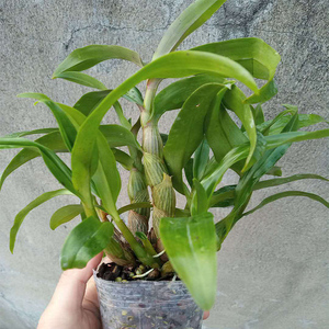 k带花苞水莲石斛苗原兰原盆发货姬美石斛土盆r莲石斛室内绿植红栽