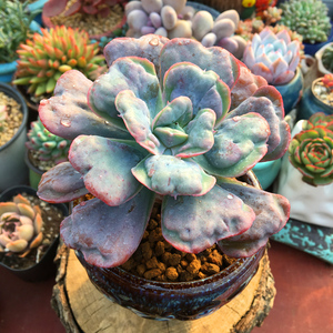 网红之月多肉植物 新品月之心叶片雨滴斑瘤状 爱心多肉.桌面花卉