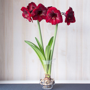 圣茵荷兰进口球根大天后黑红色大花朱顶红易活室内外客厅懒人花卉
