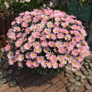 麦秆菊盆栽花苗带花苞蜡杆菊花植物阳台庭院耐寒花卉净化空气盆景