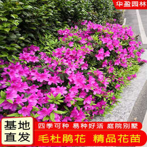 毛鹃花苗庭院花坛四季常青杜鹃苗夏娟苗开花植物苗毛杜鹃花茶梅苗