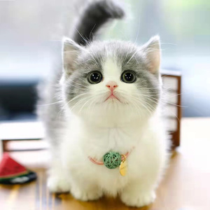 英国短毛猫拿破仑矮脚猫活体幼崽纯种英短蓝白乳白家养曼基康宠物
