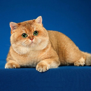 0032人付款淘宝英短金渐层猫幼猫纯种宠物猫活体英国